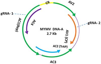 Manipulating resistance to mungbean yellow mosaic virus in greengram (Vigna radiata L): Through CRISPR/Cas9 mediated editing of the viral genome